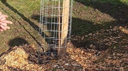 Sousedské sázení stromků 30.11. 2024