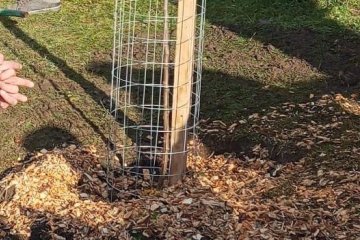 Sousedské sázení stromků 30.11. 2024
